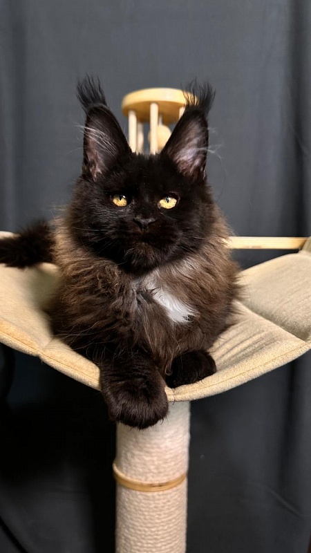 Pearl Vasilisa Akbars - Kitten maine-coon 3 months 1 week