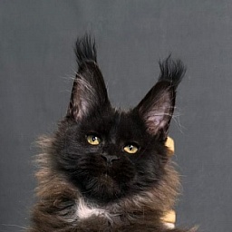 Pearl Vasilisa Akbars