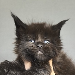 Pearl Vasilisa Akbars