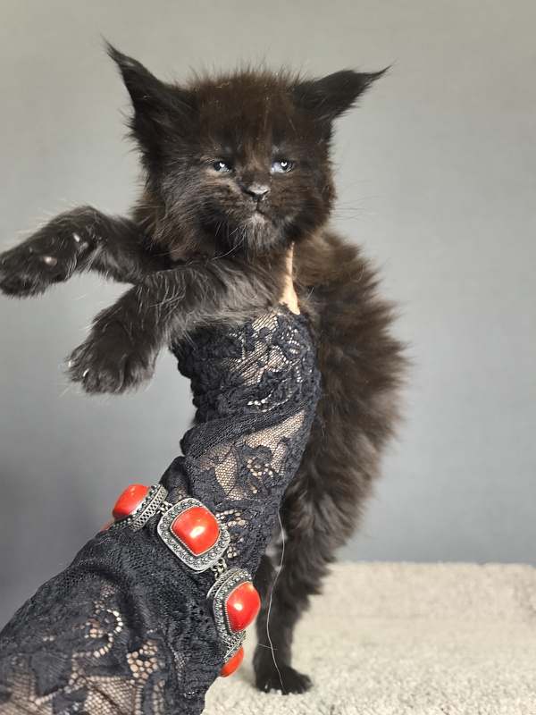 Pearl Vasilisa Akbars - Kitten maine-coon 3 weeks