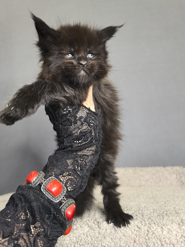 Pearl Vasilisa Akbars - Kitten maine-coon 3 weeks