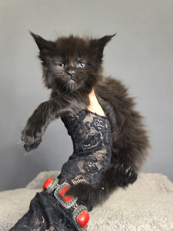 Pearl Vasilisa Akbars - Kitten maine-coon 3 weeks