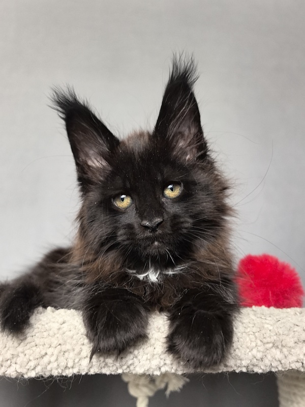 Pearl Vasilisa Akbars - Kitten maine-coon 2 months 0.5 weeks