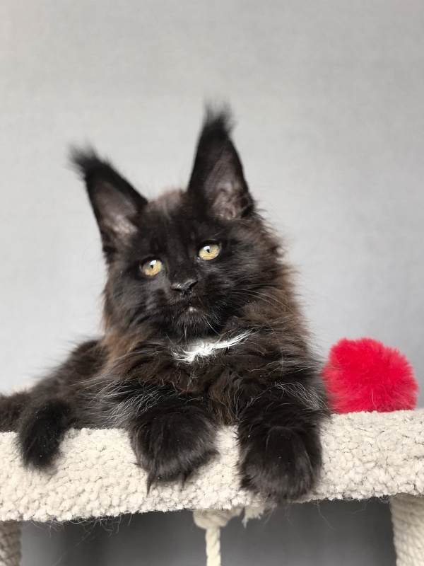 Pearl Vasilisa Akbars - Kitten maine-coon 2 months 0.5 weeks