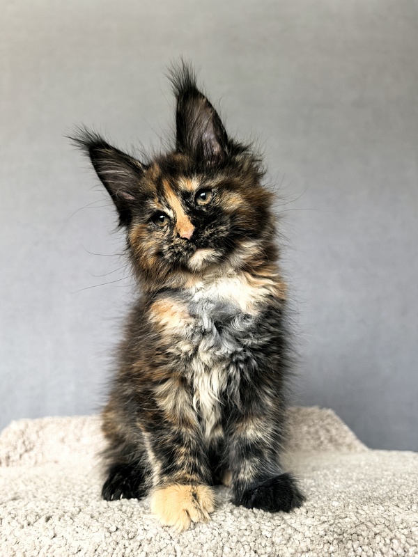 Palma Akbars - Kitten maine-coon 2 months