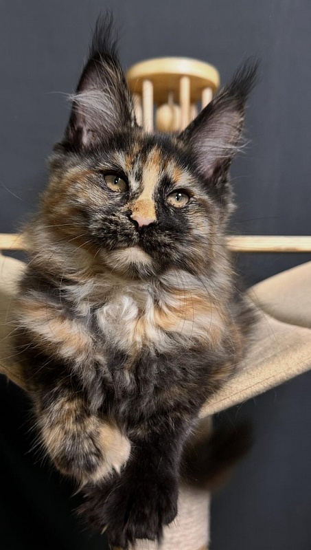 Palma Akbars - Kitten maine-coon 2 months 3.5 weeks