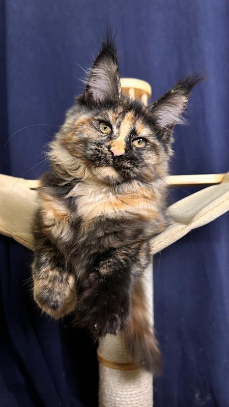 Palma Akbars - Kitten maine-coon 3 months 2 weeks