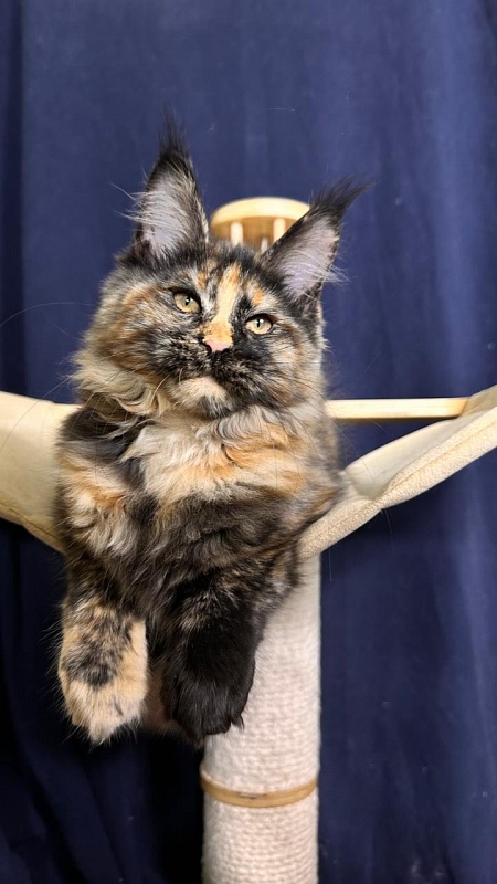 Palma Akbars - Kitten maine-coon 3 months 2 weeks