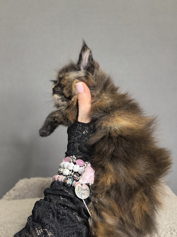 Palma Akbars - Kitten maine-coon 3 weeks