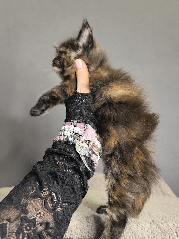 Palma Akbars - Kitten maine-coon 3 weeks