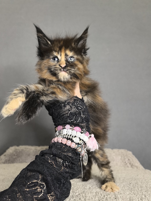 Palma Akbars - Kitten maine-coon 3 weeks