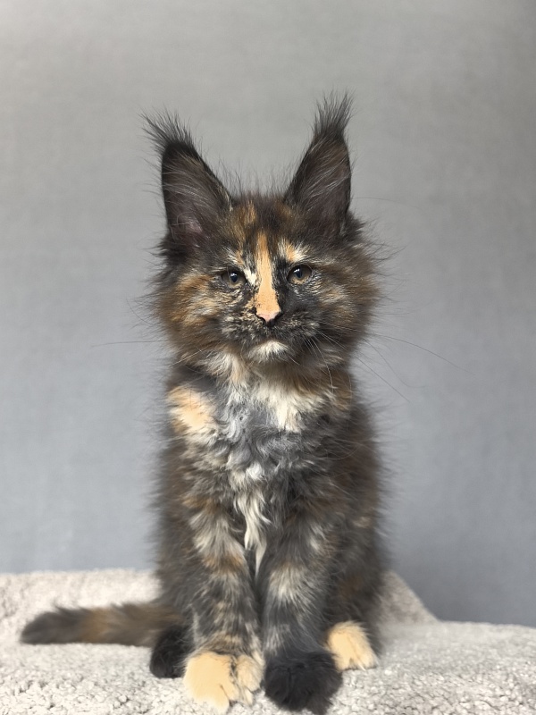 Palma Akbars - Kitten maine-coon 2 months