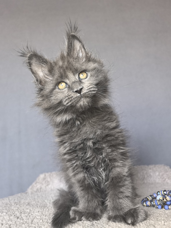 Neo Maxwell Akbars  (polydactyl) 66/66 - Kitten maine-coon 1 month 4 weeks