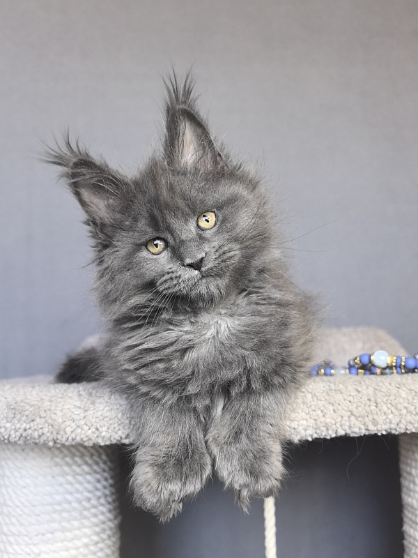 Neo Maxwell Akbars  (polydactyl) 66/66 - Kitten maine-coon 1 month 4 weeks