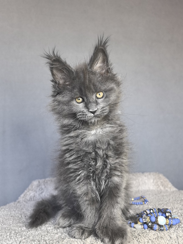Neo Maxwell Akbars  (polydactyl) 66/66 - Kitten maine-coon 1 month 4 weeks