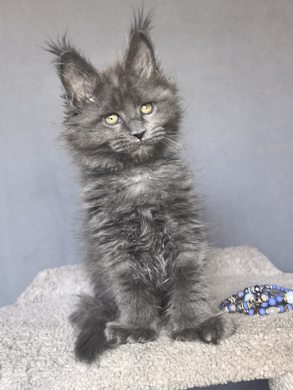 Neo Maxwell Akbars  (polydactyl) 66/66 - Kitten maine-coon 1 month 4 weeks