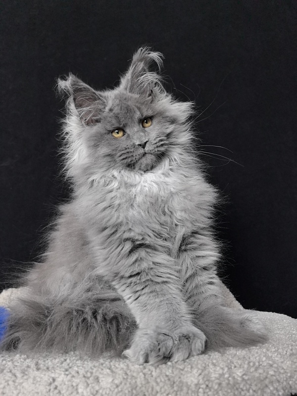 Neo Maxwell Akbars  (polydactyl) 66/66 - Kitten maine-coon 4 months