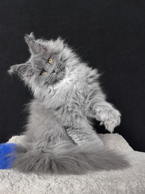 Neo Maxwell Akbars  (polydactyl) 66/66 - Kitten maine-coon 4 months