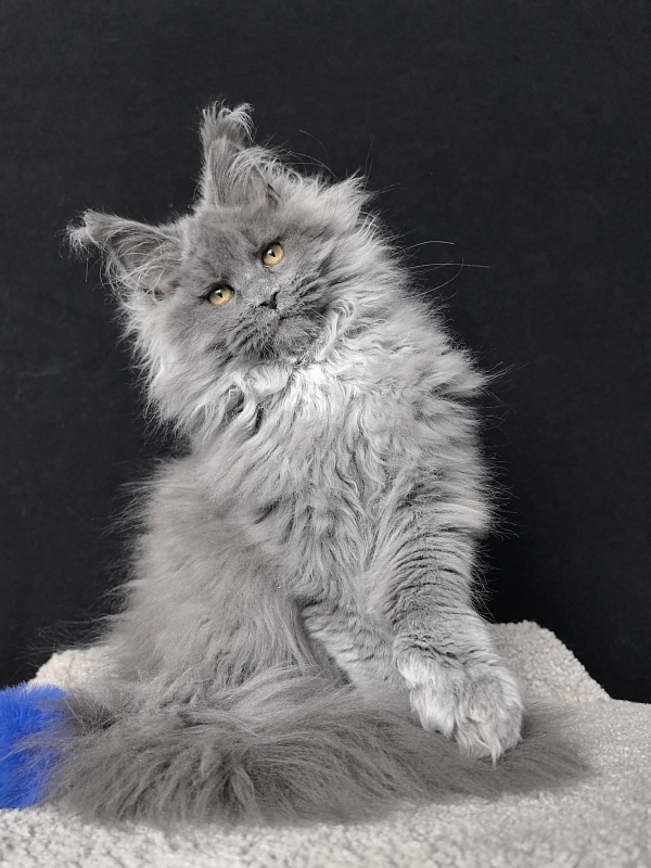 Neo Maxwell Akbars  (polydactyl) 66/66 - Kitten maine-coon 4 months