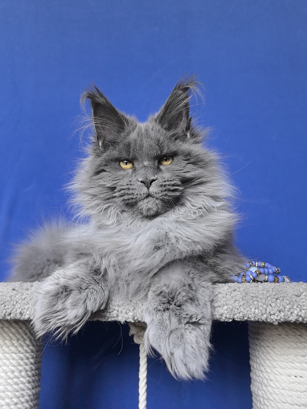 Neo Maxwell Akbars  (polydactyl) 66/66 - Kitten maine-coon 5 months 2.5 weeks