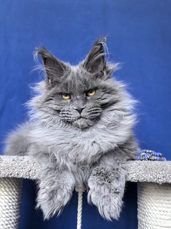 Neo Maxwell Akbars  (polydactyl) 66/66 - Kitten maine-coon 5 months 2.5 weeks