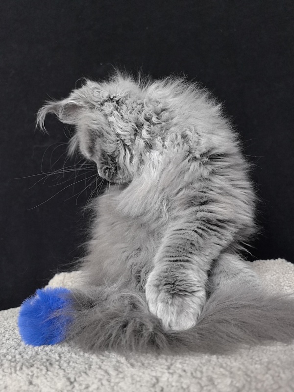 Neo Maxwell Akbars  (polydactyl) 66/66 - Kitten maine-coon 4 months