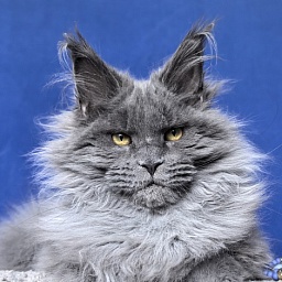 Neo Maxwell Akbars  (polydactyl) 66/66