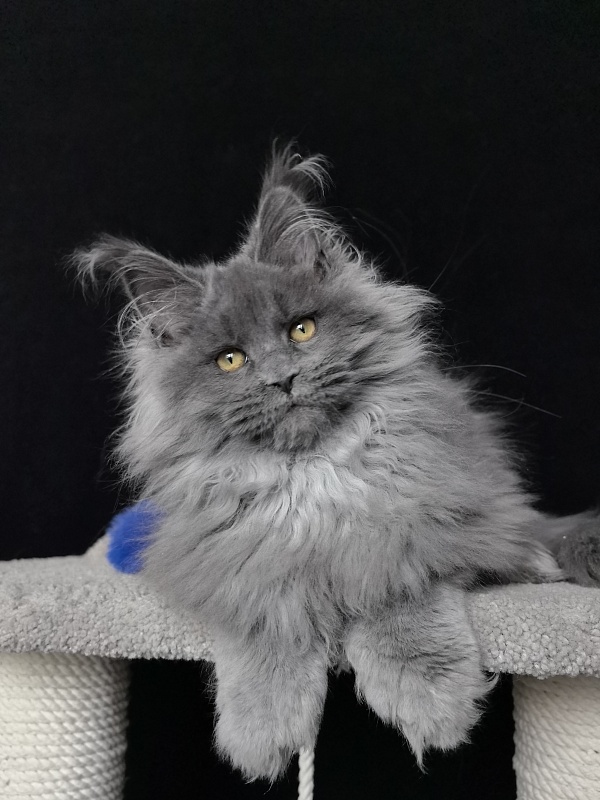 Neo Maxwell Akbars  (polydactyl) 66/66 - Kitten maine-coon 4 months