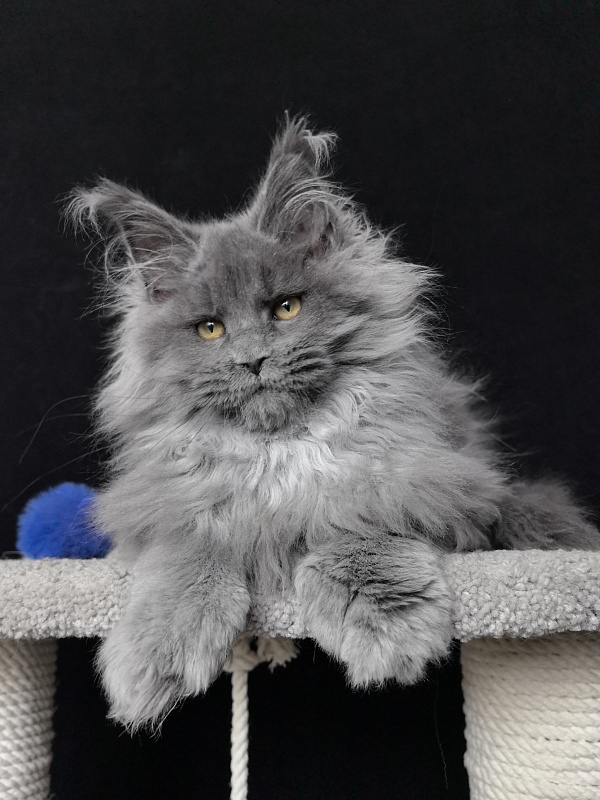 Neo Maxwell Akbars  (polydactyl) 66/66 - Kitten maine-coon 4 months