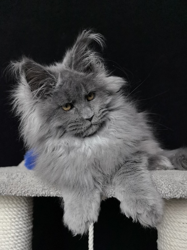 Neo Maxwell Akbars  (polydactyl) 66/66 - Kitten maine-coon 4 months