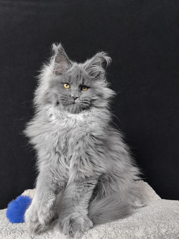 Neo Maxwell Akbars  (polydactyl) 66/66 - Kitten maine-coon 4 months