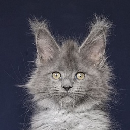 Nika Mika Akbars  (polydactyl) 66/66