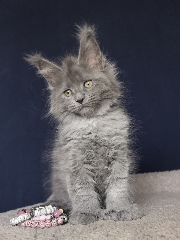 Nika Mika Akbars  (polydactyl) 66/66 - Kitten maine-coon 1 month 4 weeks