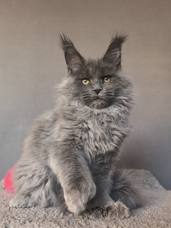 Nika Mika Akbars  (polydactyl) 66/66 - Kitten maine-coon 3 months 3.5 weeks