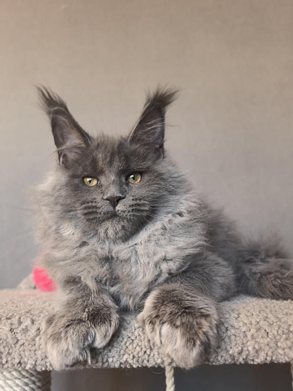 Nika Mika Akbars  (polydactyl) 66/66 - Kitten maine-coon 3 months 3.5 weeks