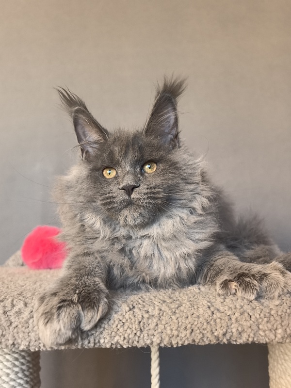 Nika Mika Akbars  (polydactyl) 66/66 - Kitten maine-coon 3 months 3.5 weeks