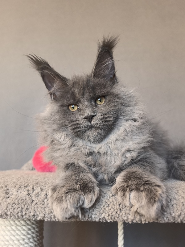 Nika Mika Akbars  (polydactyl) 66/66 - Kitten maine-coon 3 months 3.5 weeks