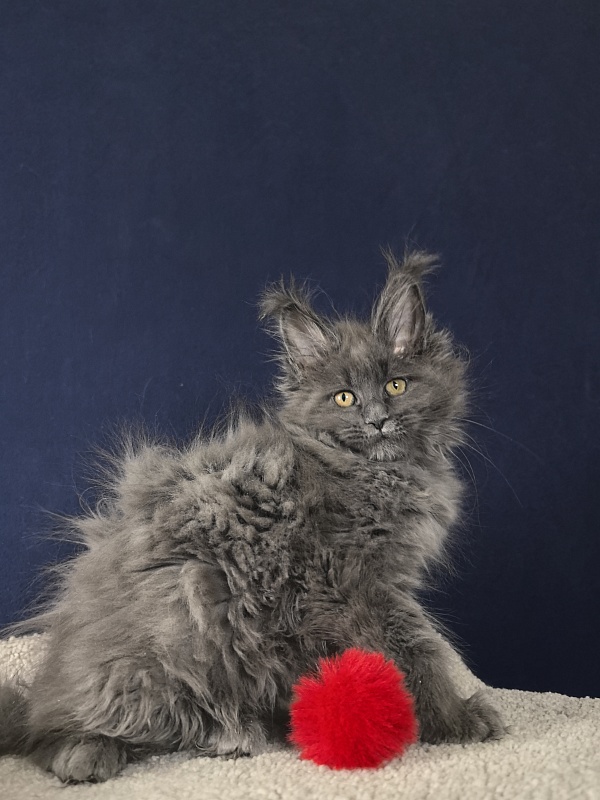 O*Angela Akbars - Kitten maine-coon 2 months 2.5 weeks