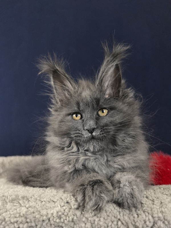 O*Angela Akbars - Kitten maine-coon 2 months 2.5 weeks