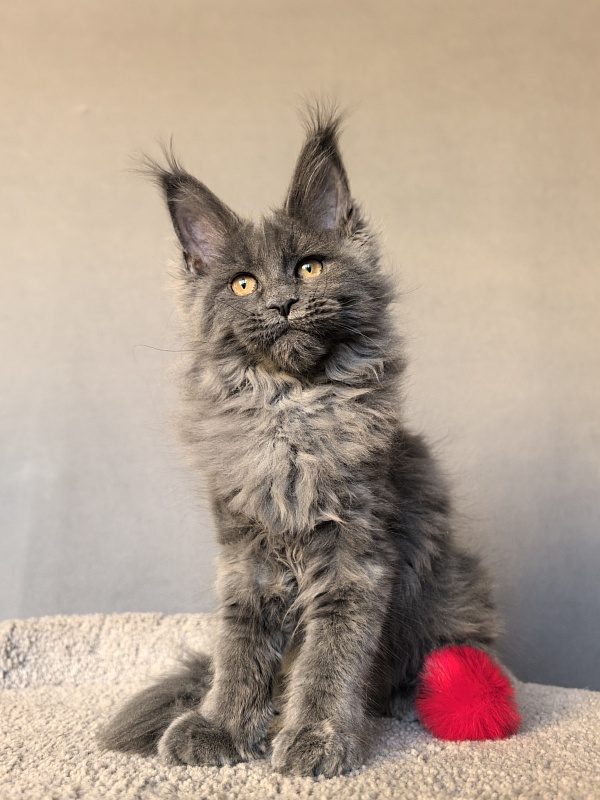 O*Angela Akbars - Kitten maine-coon 3 months 3 weeks