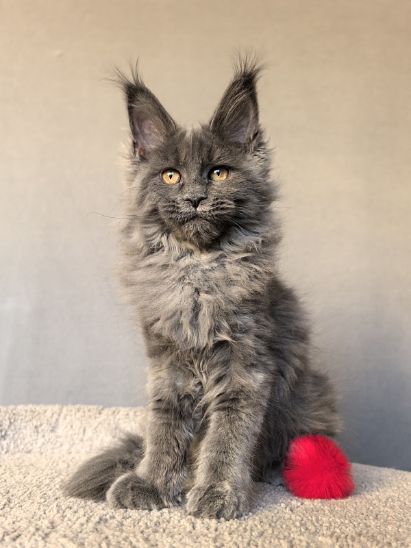 O*Angela Akbars - Kitten maine-coon 3 months 3 weeks