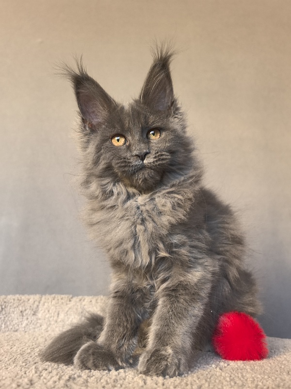 O*Angela Akbars - Kitten maine-coon 3 months 3 weeks