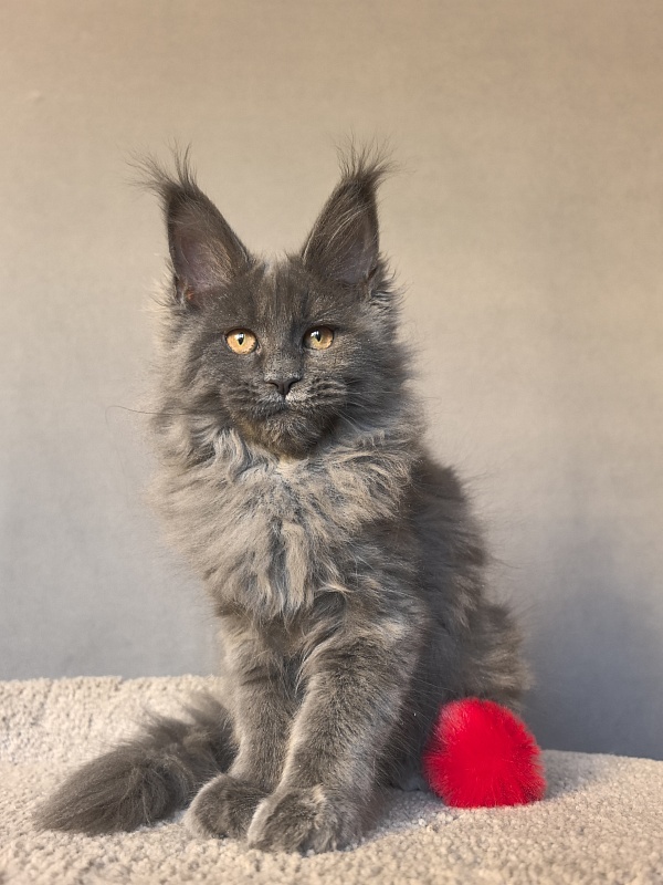 O*Angela Akbars - Kitten maine-coon 3 months 3 weeks