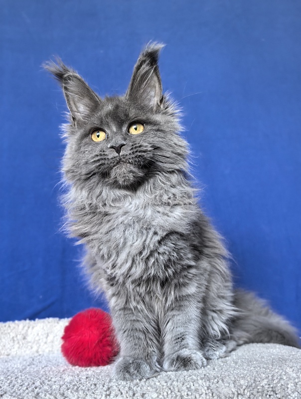 O*Angela Akbars - Kitten maine-coon 5 months 2 weeks