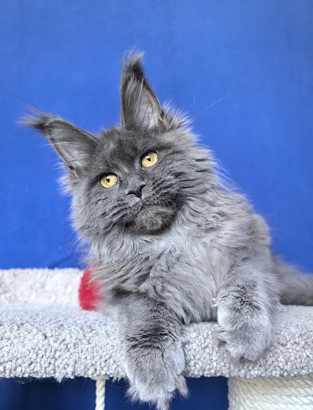 O*Angela Akbars - Kitten maine-coon 5 months 2 weeks