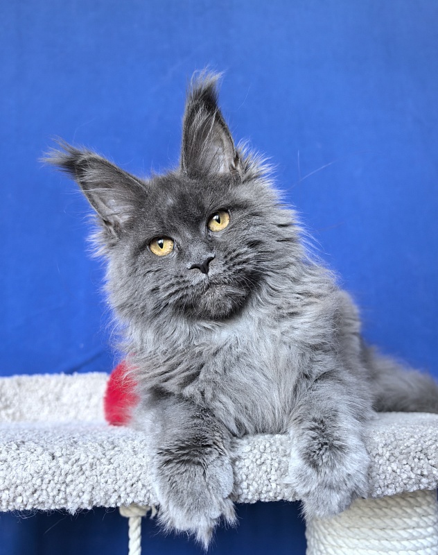 O*Angela Akbars - Kitten maine-coon 5 months 2 weeks