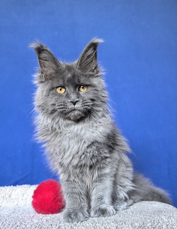 O*Angela Akbars - Kitten maine-coon 5 months 2 weeks