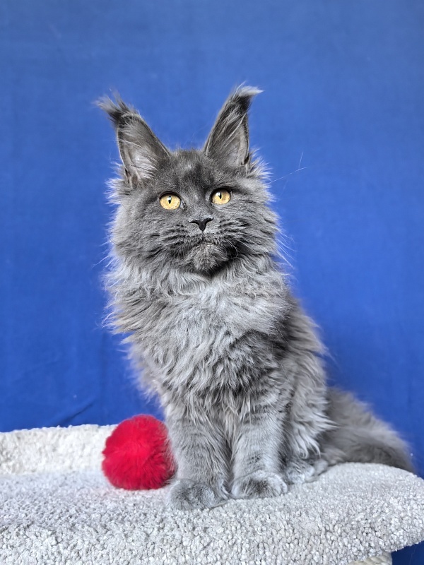 O*Angela Akbars - Kitten maine-coon 5 months 2 weeks