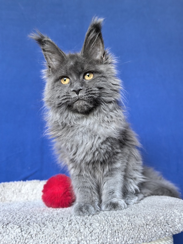 O*Angela Akbars - Kitten maine-coon 5 months 2 weeks