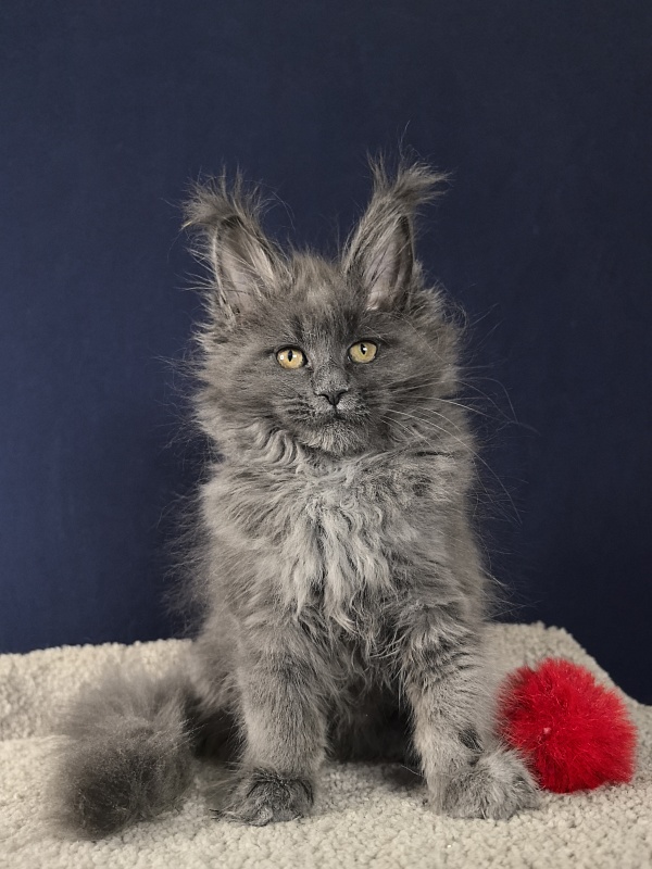 O*Angela Akbars - Kitten maine-coon 2 months 2.5 weeks